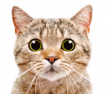 Square Kitties