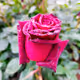 JAPANEASE ROSE V3