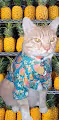 Island Cat