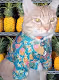 Island Cat