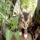 Cat Of Paradise