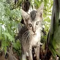 Cat Of Paradise