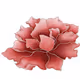 haem7_7 Polygon
