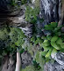 morphed forest
