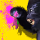 Kong Vs.