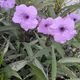 purple  love