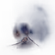 Attiyyah's Polygon Pixels