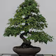 harboncy