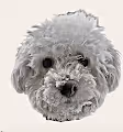 The One and Only CocoBear