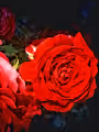 the smile of a flower