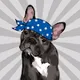 Scarlett the Frenchie -French Bulldog NFT
