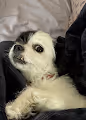 This Dude Skip