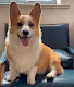 lvchadog