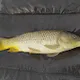 Carps on the blockchain