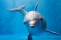 Dolphins Universe