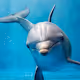 Dolphins Universe