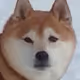 Kuma The Shiba