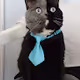 cat v 222