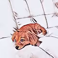 cutie dog