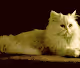 animation animal