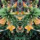 Mirrorghost