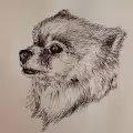 MyLovelyDog