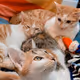 Pinky Bokey pumpkin