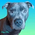 PACO'S 5 WISHES