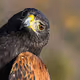 BirdParty