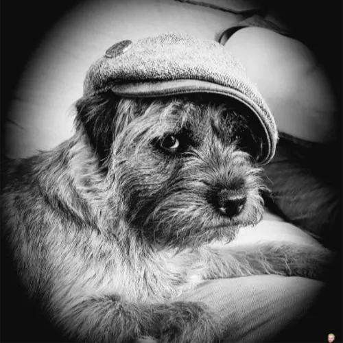 Roxy the Border Terrier