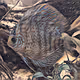 Aquarium Art