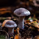 Fungal Findings