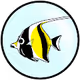 FISH ENCYCLOPEDIA
