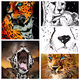 Loaded Tigers