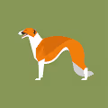 Borzoi dog