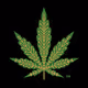 Meta Strains