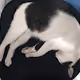 CatCute