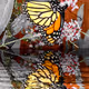 Butterfly Reflections