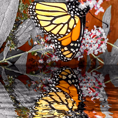 Butterfly Reflections