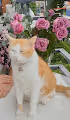 MYCATMYBOY