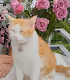 MYCATMYBOY