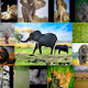 African Wildife
