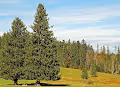 Trees forest