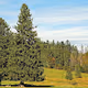 Trees forest