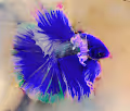 Betta Fish (Polygon Blockchain)