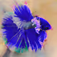 Betta Fish (Polygon Blockchain)