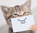 All Cat High