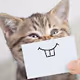 All Cat High