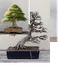world bonsai from