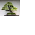 world bonsai from